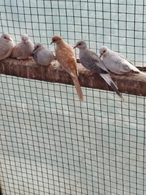 Gołąbki Diamentowe