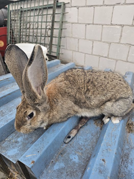 2 samce belgi po ojcu bosie