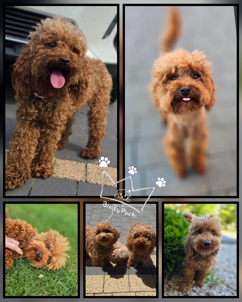 Pudel toy red brown teacup pudelek  badania paszport wyprawka