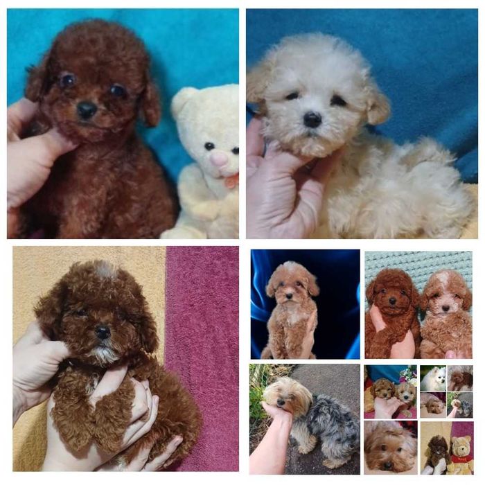 Сладкие мишки с ладошку. Доставка по миру Мальтипу. Ред Браун Китай.