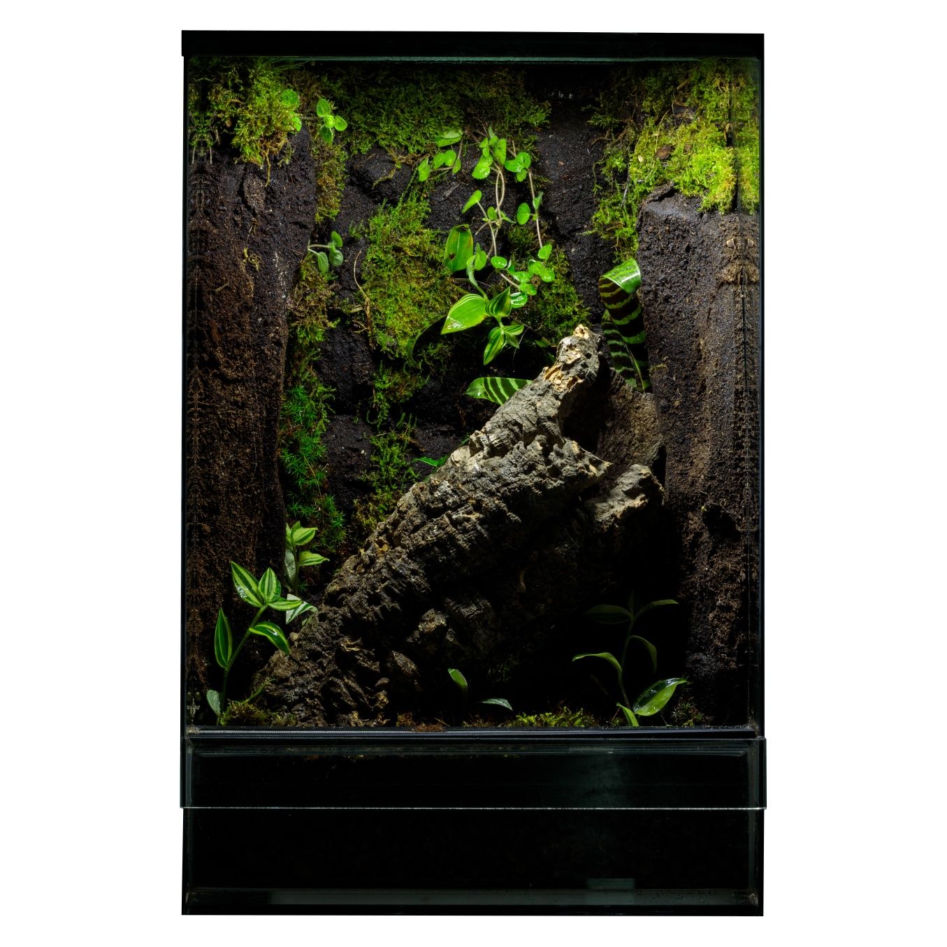 Terrarium tropikalne 40x40x60