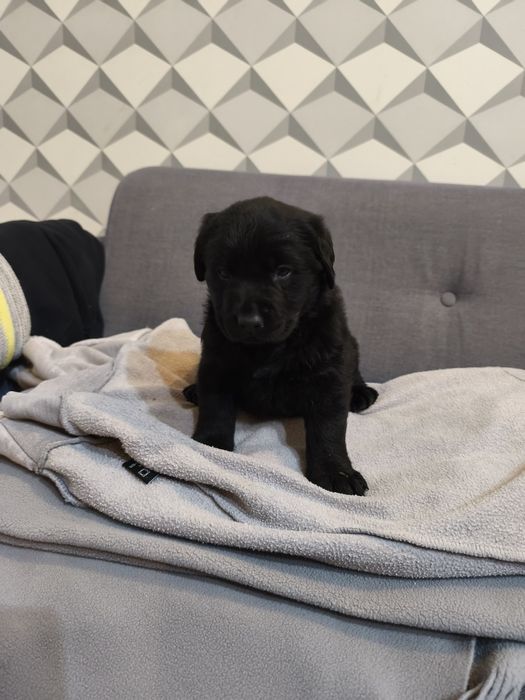 Labrador czarny z rodowodem i chipem