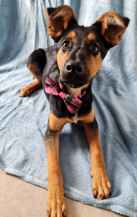 Towarzyski szczeniak do adopcji