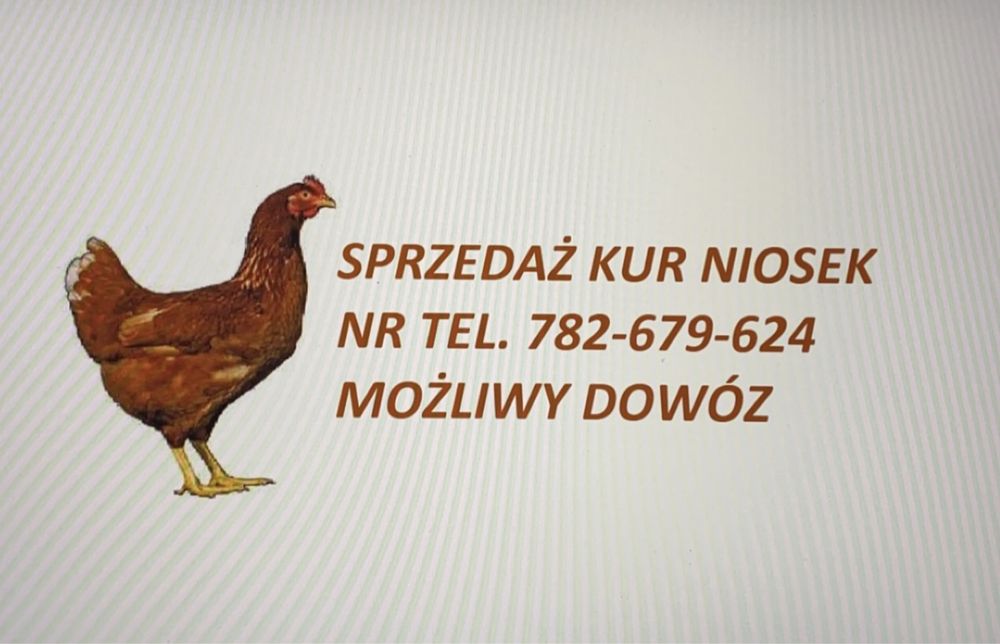 Młode Kury/kurki nioski TETRA (pelny pakiet szczepien)