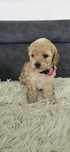 Cavapoo f1b sunia