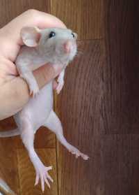 Szczury szczurki  Fuzz  Dumbo samiczki