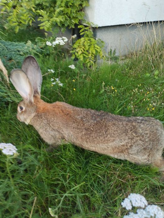 Sprzedam króliki olbrzym belgijski szary