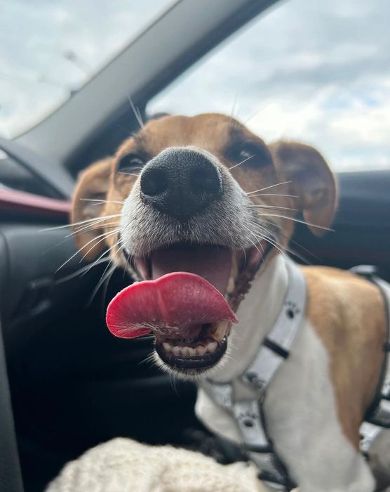 Opieka nad psem kotem z doświadczeniem i miłością