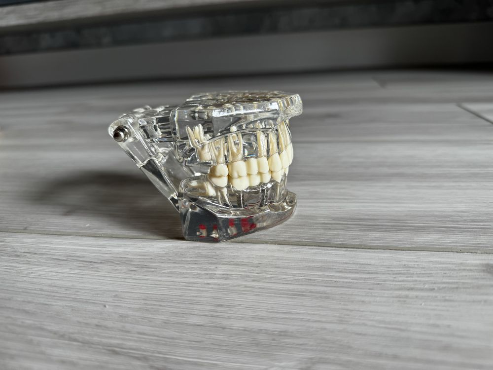 Model dentystyczny sztuczne zęby