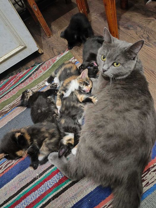 продам  маленьких котят