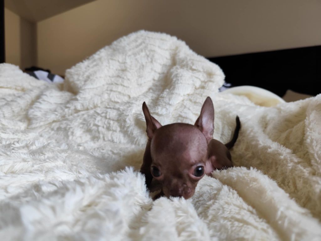 Mini Czekoladowa  dziewczynka chihuahua
