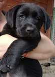 Labrador, labrador retriever dziewczynka