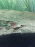 Neocaridina Davidi (vermelho)