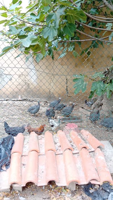 Galinhas de africa ou fracas