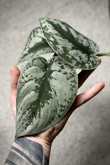 Scindapsus pictus Trebie / Exotica - satynowy, srebrzysty, duże liście