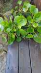 Pilea Pieniążek piękne kwiaty