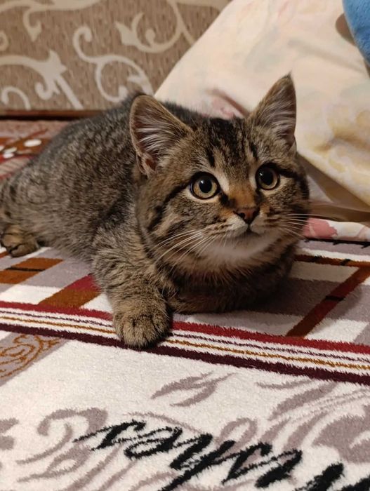 Натуральний полупухнастик окраса під шпроти шукає сім'ю