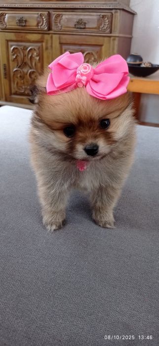 Lulu da Pomerãnia