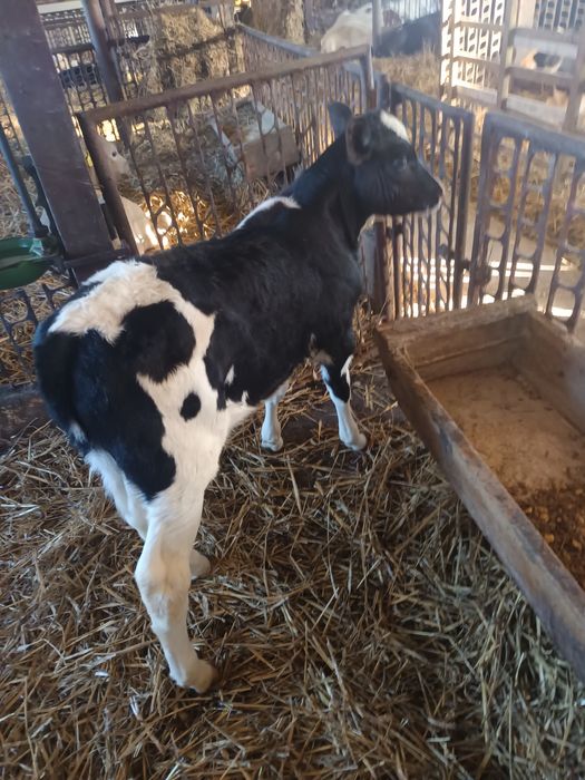 Sprzedam cielaki byczki