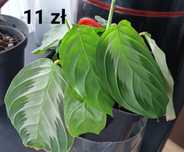Maranta, begonia, rypsalis