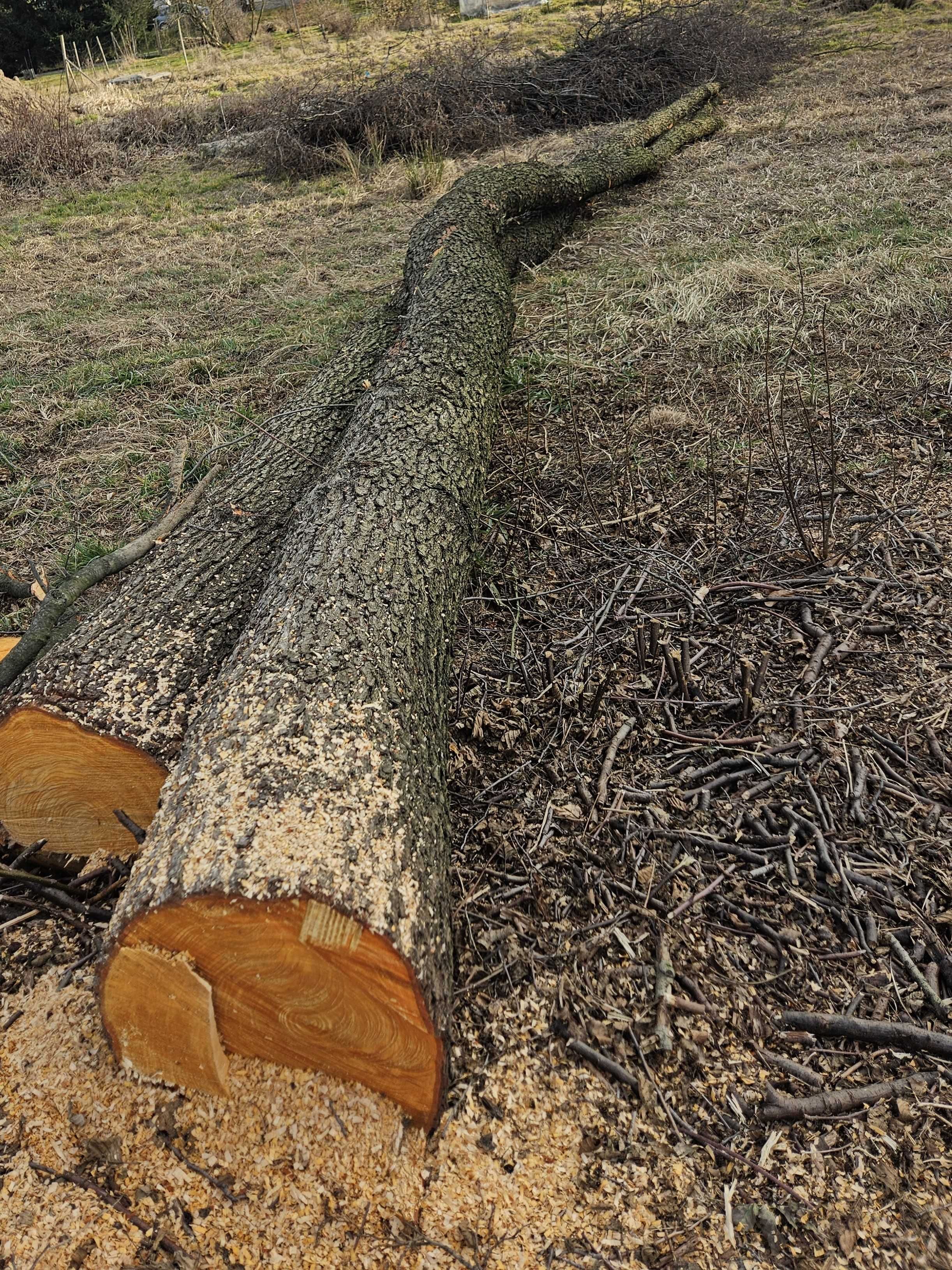 Drzewo Olcha na saunę, płot naturalny, do wędzenia
