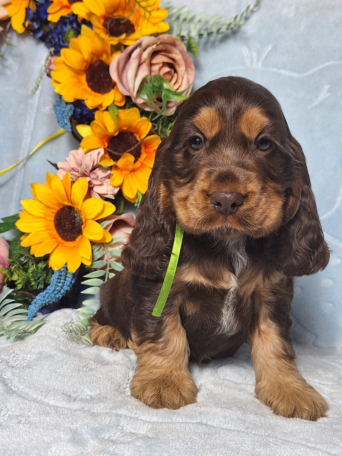 Cocker spaniel angielski - cudowny piesek