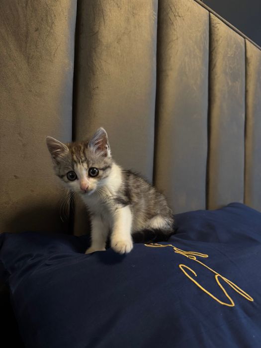 Дівчинка кошеня 1,5 міс шукає дім!