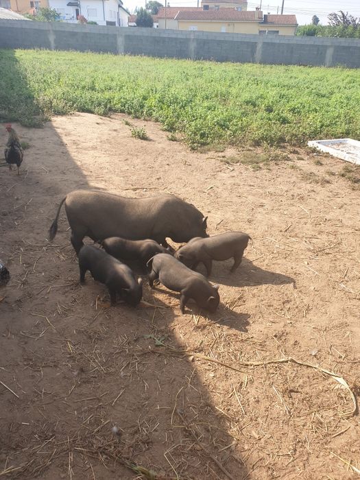 Poucos machos e fêmeas vietnamitas