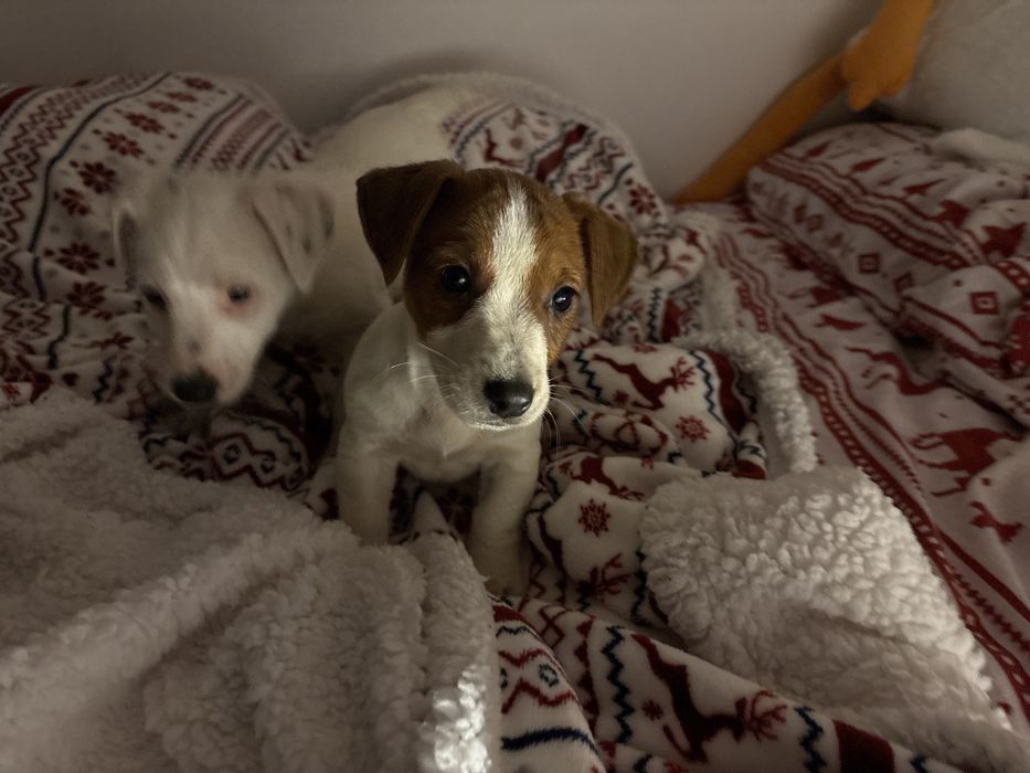 Jack Russel Terrier FCI