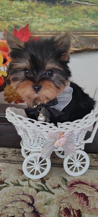 Yorkshire Terrier piesek mini mini