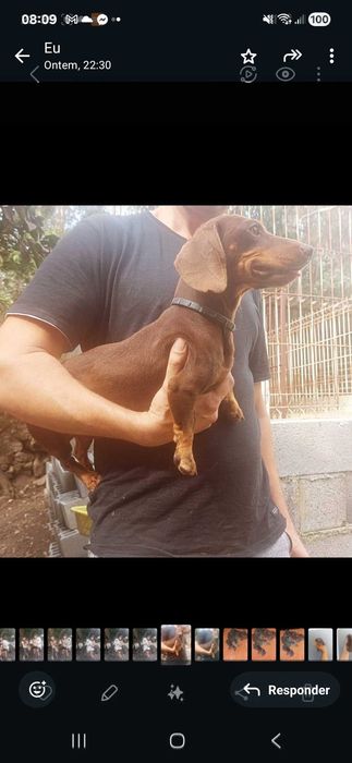 Teckel femea arlequim olho azul