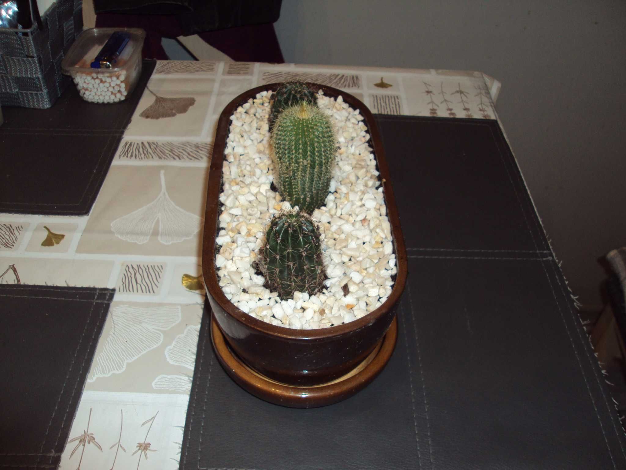 kwiaty kaktusy z doniczkami