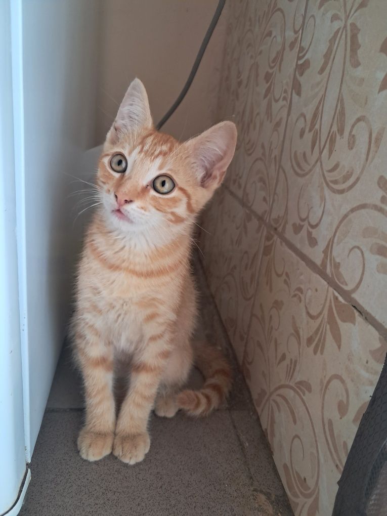 Віддам рижого котика в хороші руки