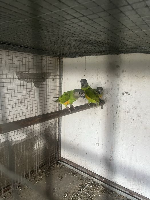 Macho papagaio senegal