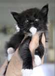 Cudowny czarny z bielą kocurek maine coon !!