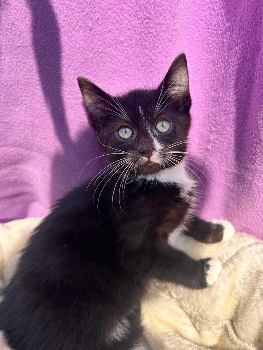 Kotek do adopcji.