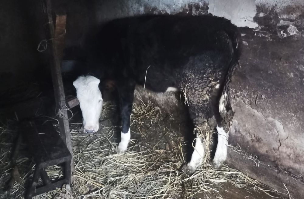 Продам теля на корову,  молоко