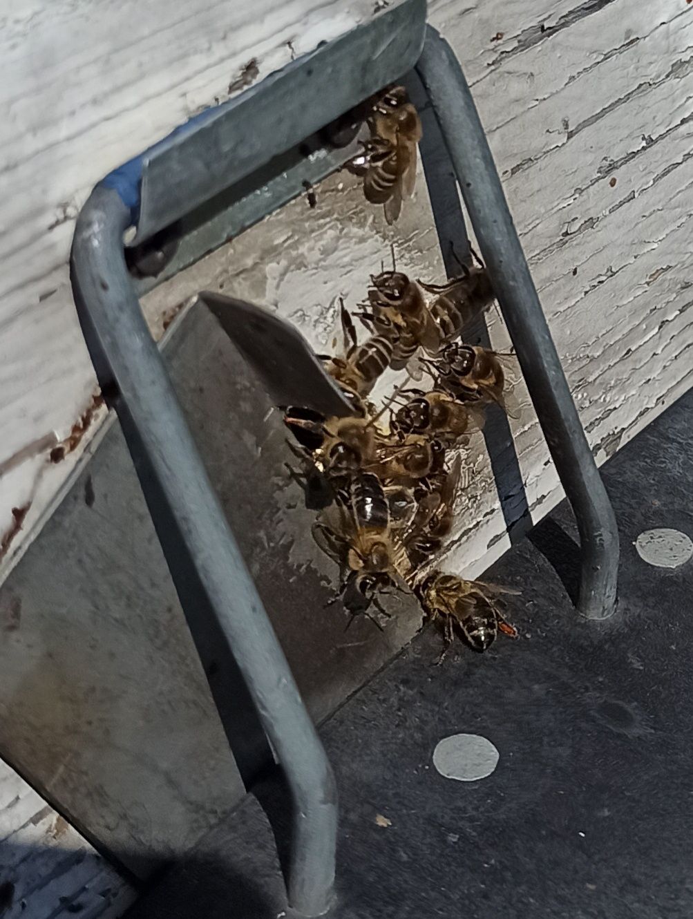 Продам бджіл сім'ї