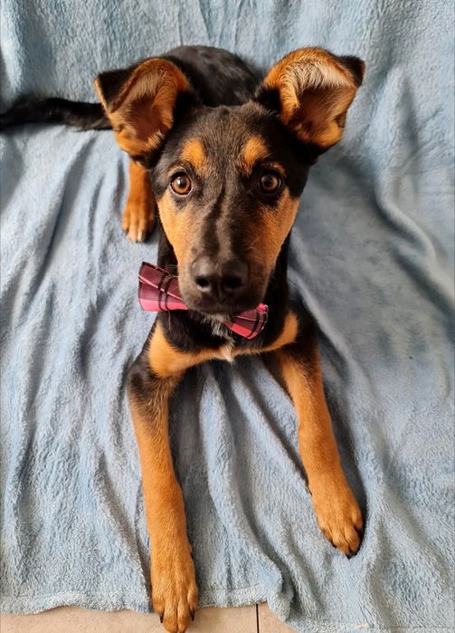 Towarzyski szczeniak do adopcji