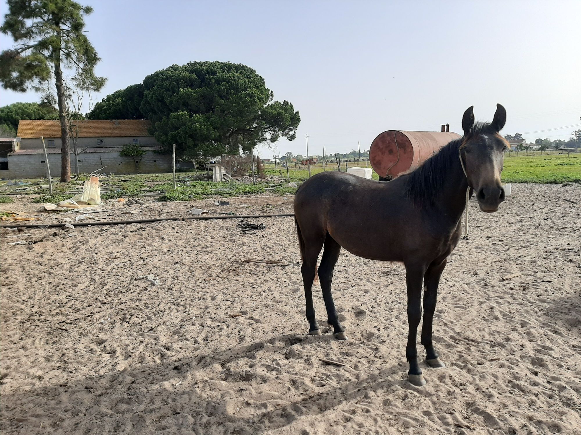 Vendo varios cavalos, a variados preços