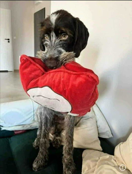 Młodziutki pies w typie wyżeł niemiecki szorstkowłosy do adopcji