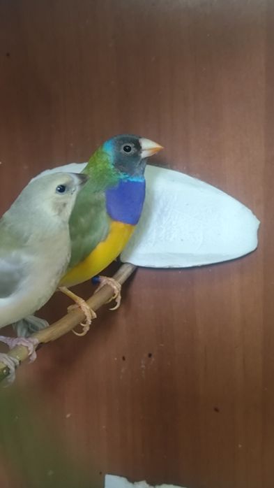 Amadyny wspaniałe para