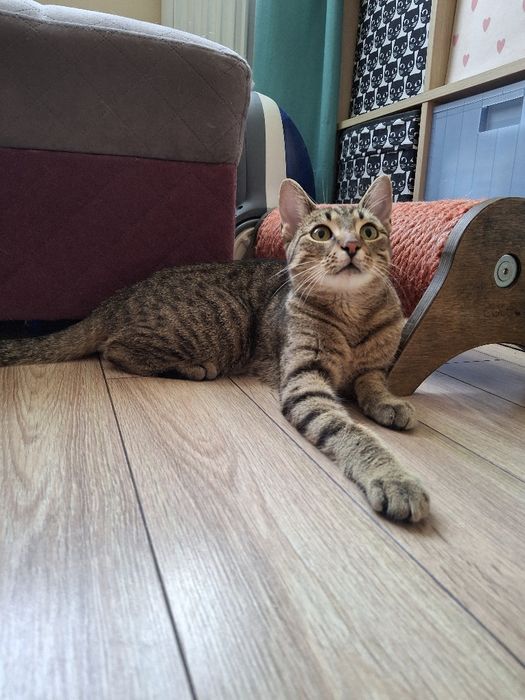 BELLA poleca się do dopcji