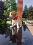 Jack Russell Terrier FCI