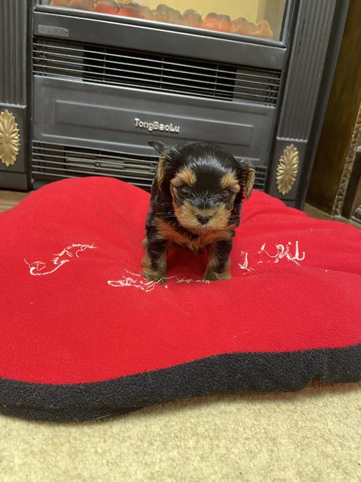 Готується до продажу дівчинка йоркширського терʼєру