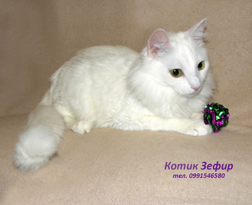 Белый пушистый котик Зефирчик, турецкая ангора (кастрирован)