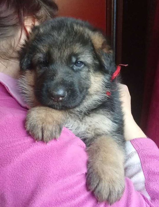 цуценята чистокровної німецької вівчарки