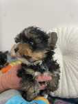 Yorkshire Terrier piesek