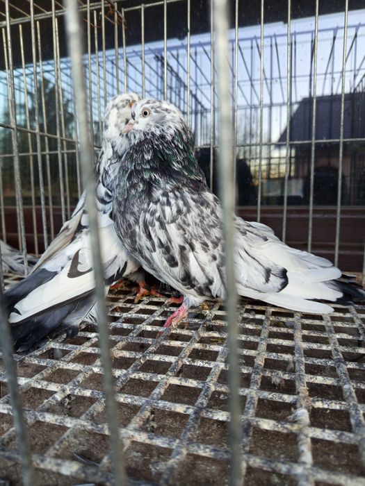 Gołębie orliki stujkowe