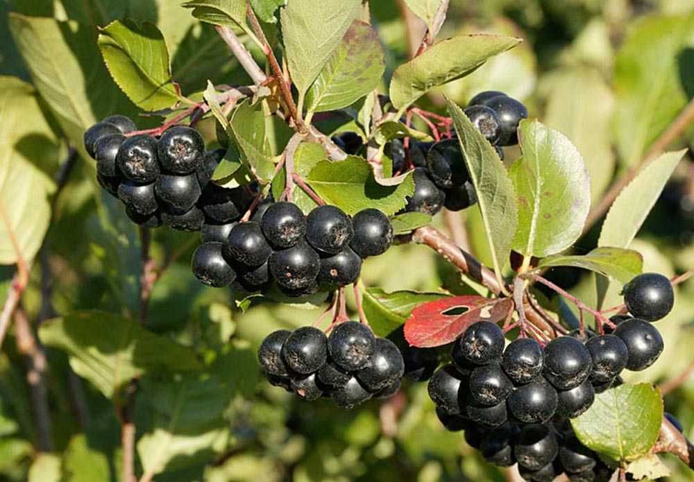 Sadzonki aronii! Aronia 3 letnia do 120cm! już owocujące krzewy !